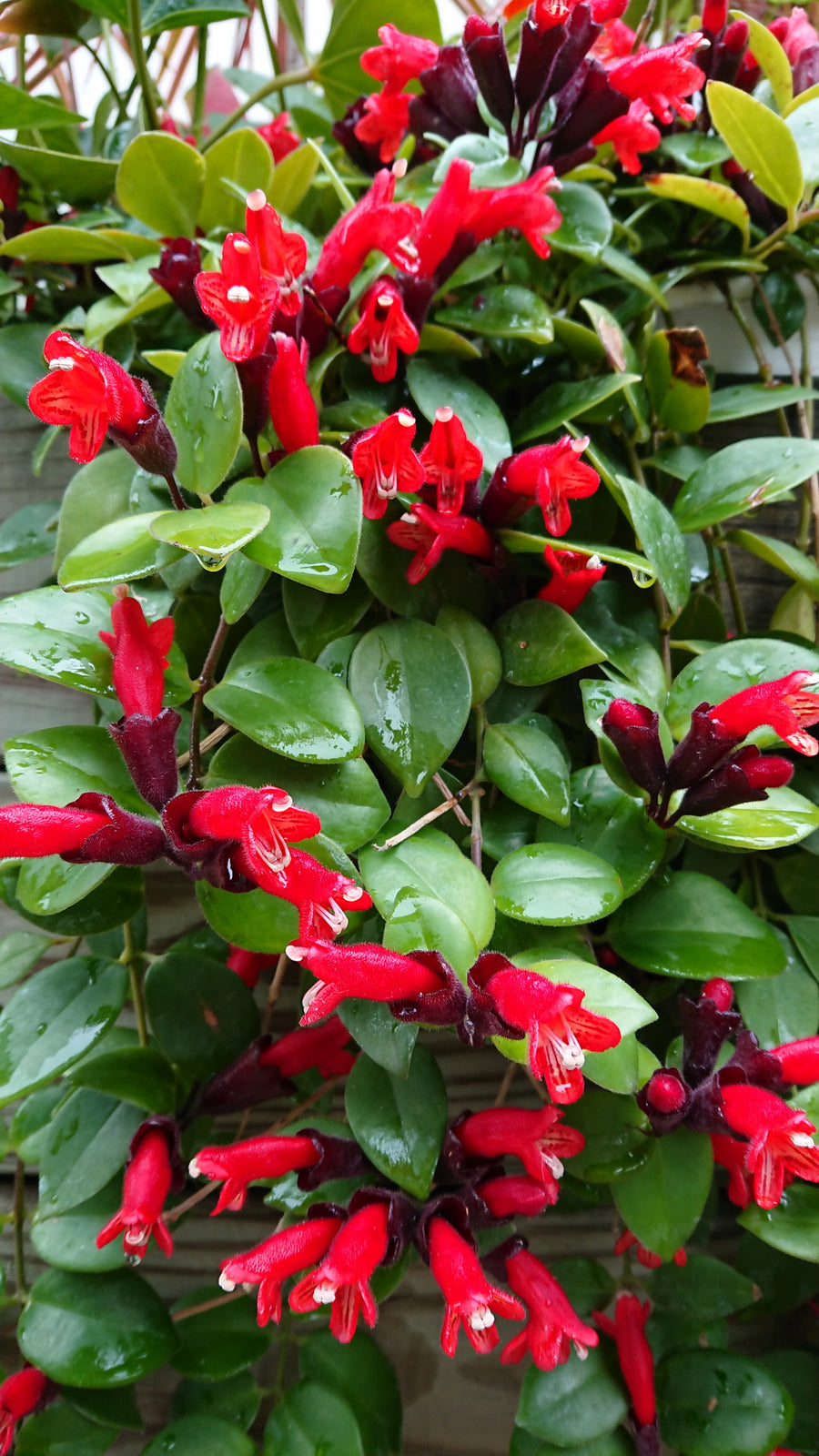 Aeschynanthus Mona Lisa Aeschynanthus 'Mona Lisa' 12cm image3 1