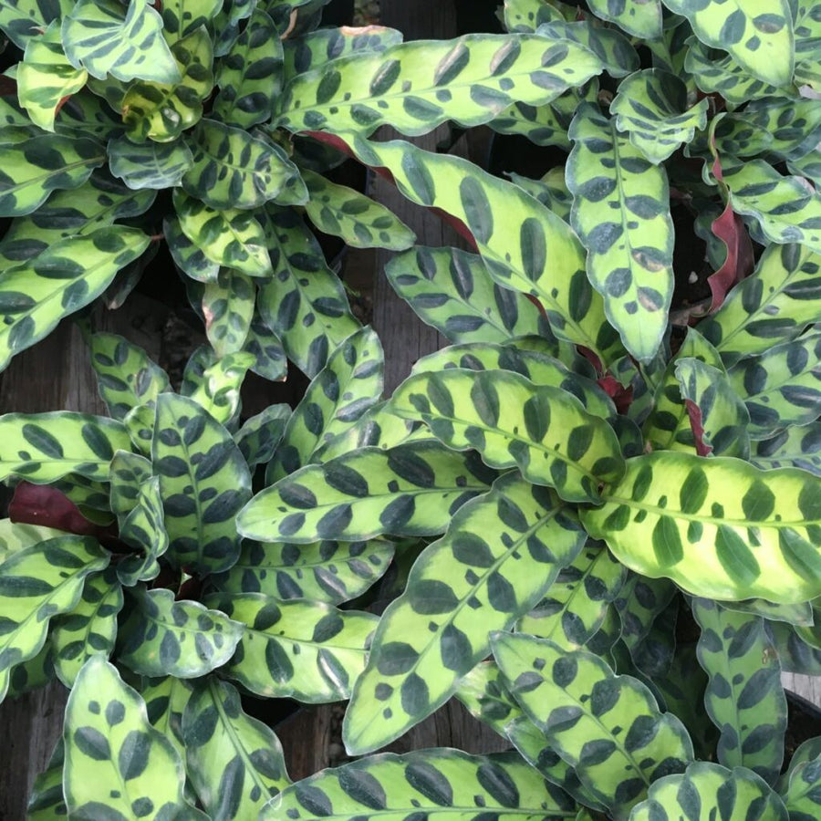 Calathea Lancifolia Calathea lancifolia in 6cm Pot image4 4