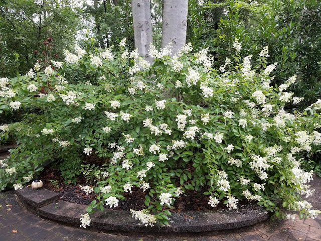 Syringa Flowerfesta - Dwarf Korean Scented Lilac Tree  2