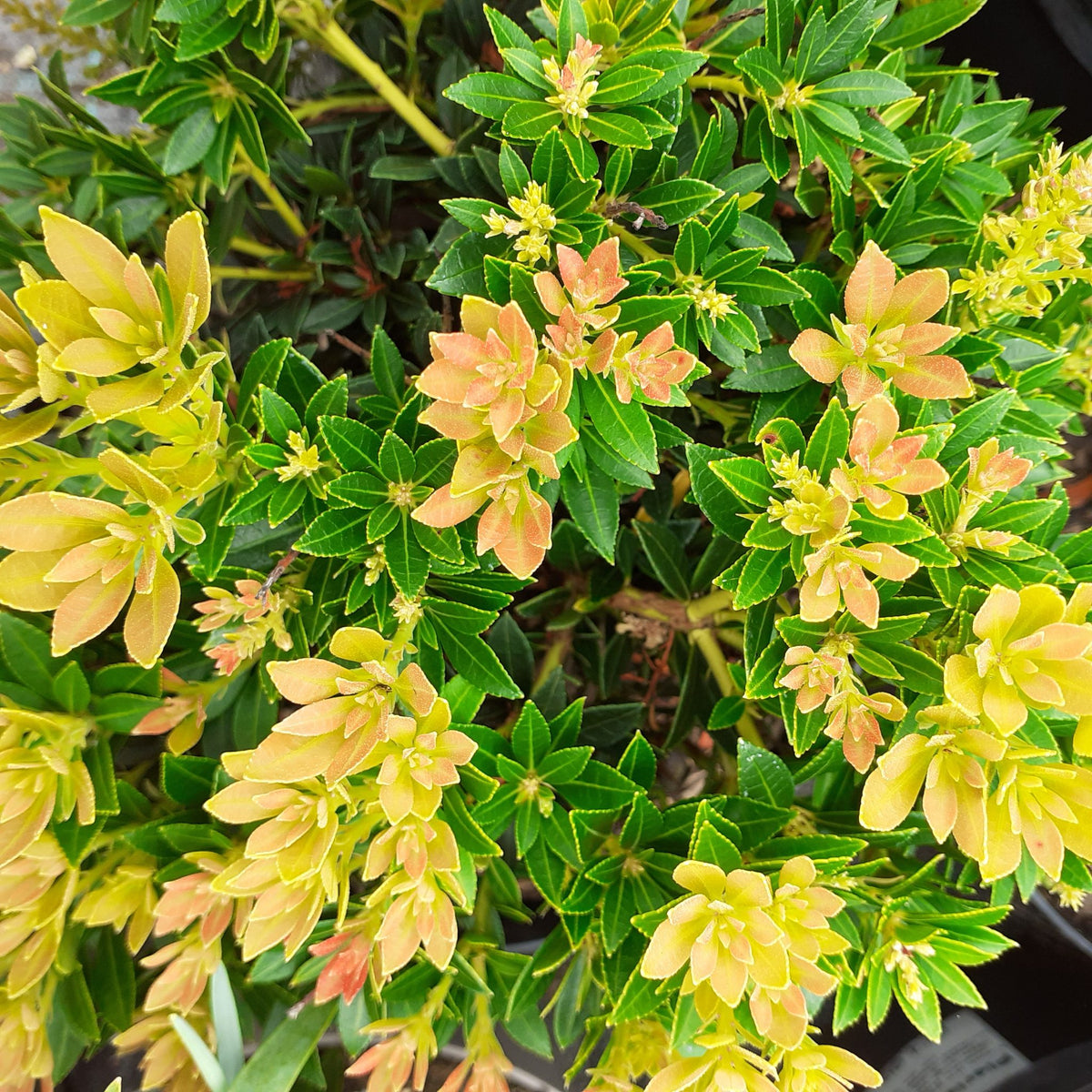 Pieris Japonica - 'Viking' (2 Plants) 20210727_143646-scaled 4