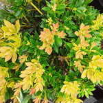 Pieris Japonica - 'Viking' (2 Plants) 20210727_143646-scaled 4