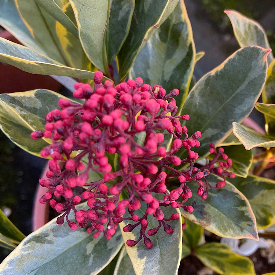 Mixed Skimmia Japonica 2022-02-01-4b43dcdb-917f-4d55-911f-025467af0056 4