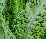 Dumb Cane Dieffenbachia Amy  6