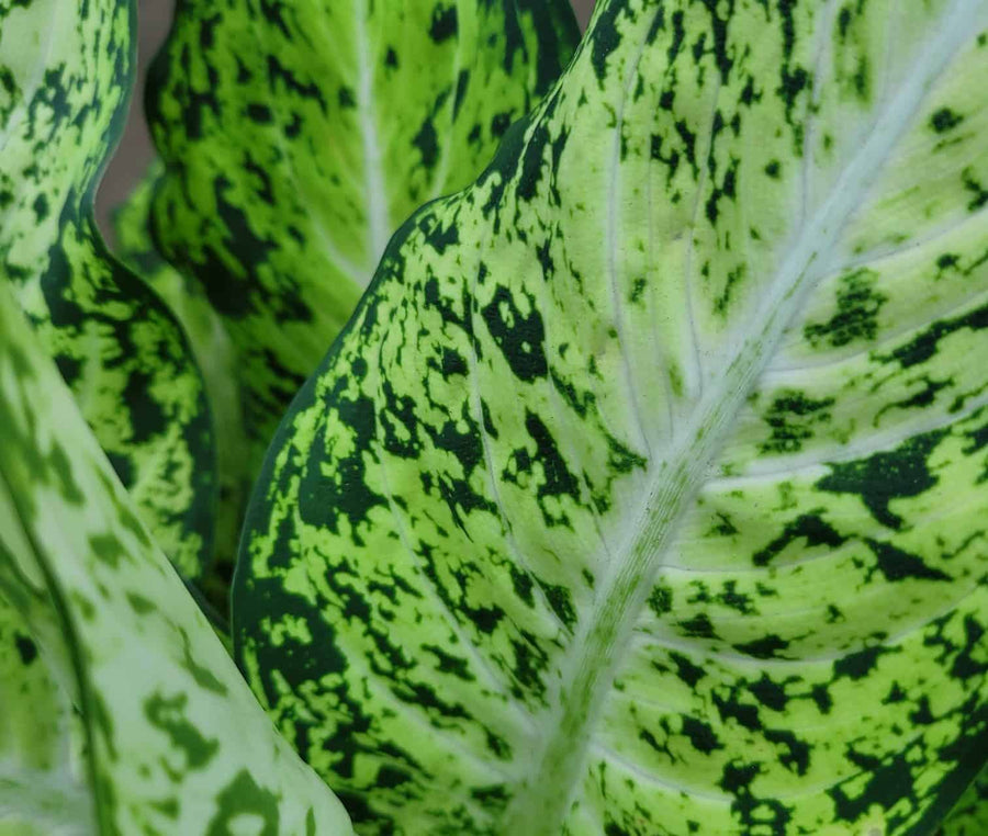 Dumb Cane Dieffenbachia Amy  6
