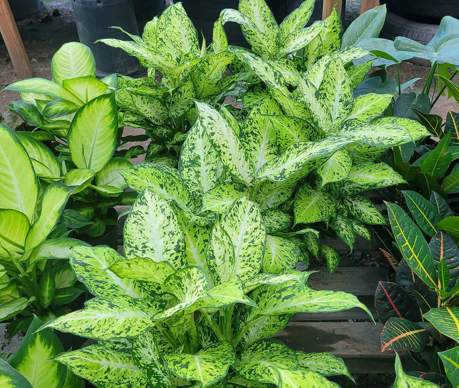 Dieffenbachia Amy in 6cm Pot 20221129_124902_resized 4