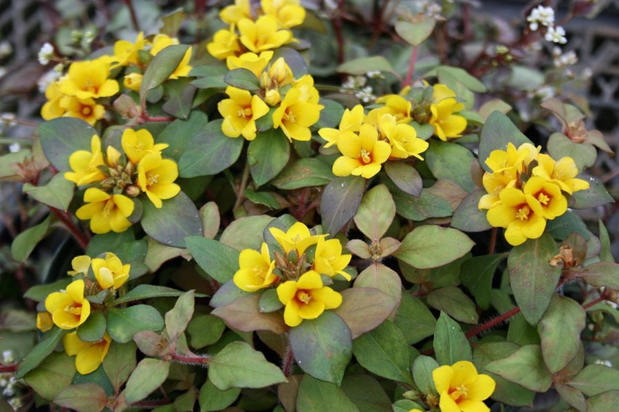 Lysimachia - 'Outback Sunset' - Trailing Variety Lysimachia - 'Outback Sunset' - Trailing Variety image2 2