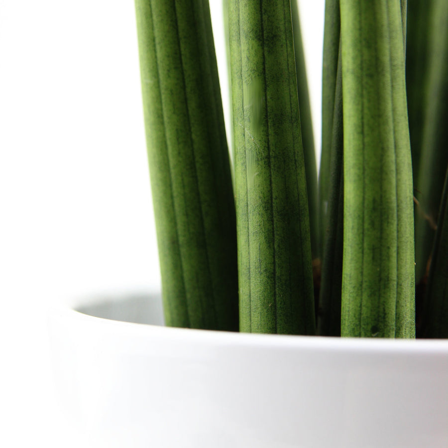 Sansevieria Cylindrica Straight 204be0ff4e88aa085792f83967d3 5