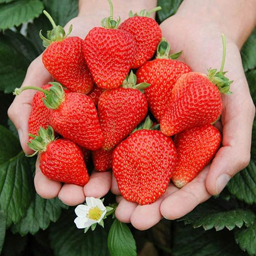 Strawberry Cambridge Favourite Bare Roots - With FREE Growing Mix  3