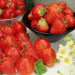 Strawberry Cambridge Favourite Bare Roots - With FREE Growing Mix  4