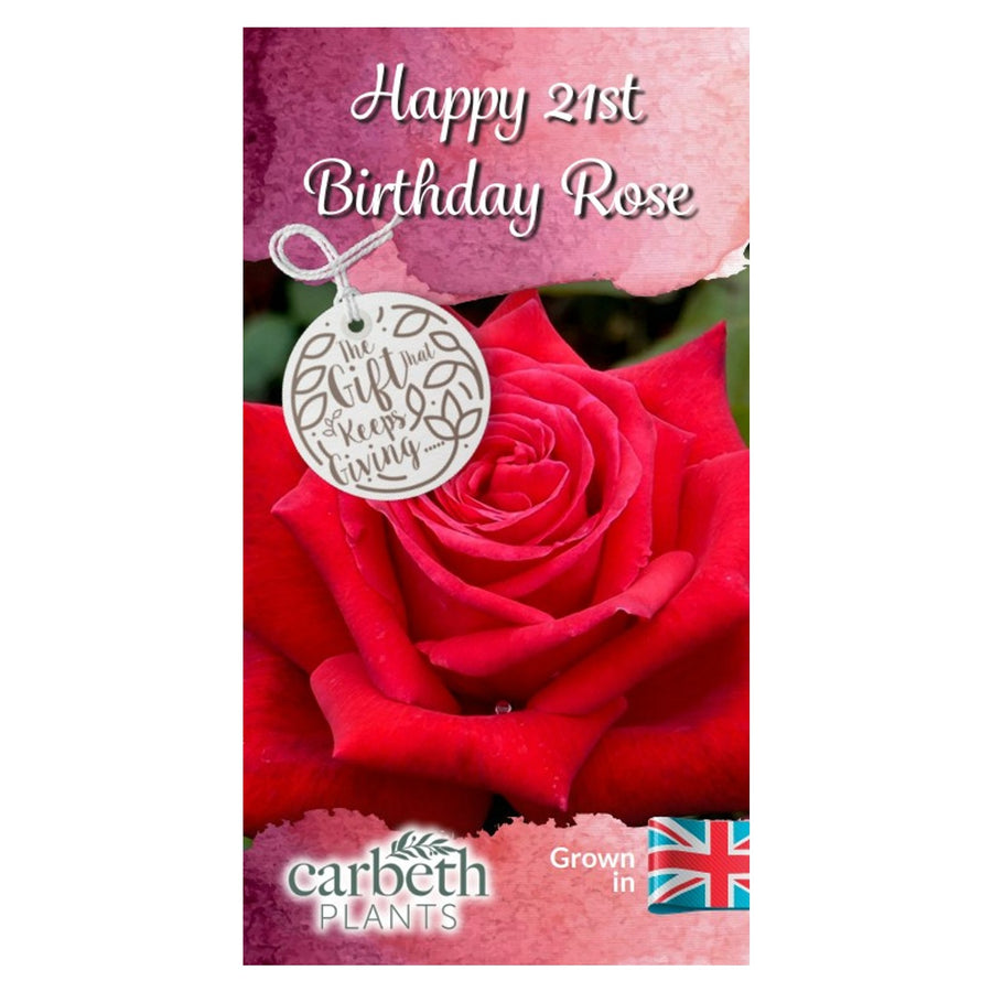Happy 21st Birthday Rose Bush Gift Wrapped Happy 21st Birthday Rose Bush Gift Wrapped image2 2