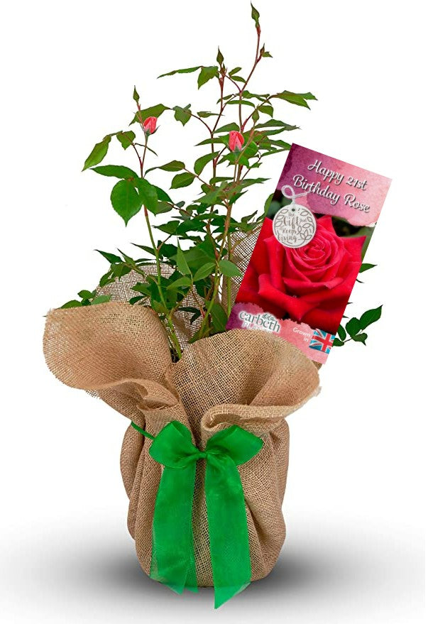 Happy 21st Birthday Rose Bush Gift Wrapped Happy 21st Birthday Rose Bush Gift Wrapped image1 1