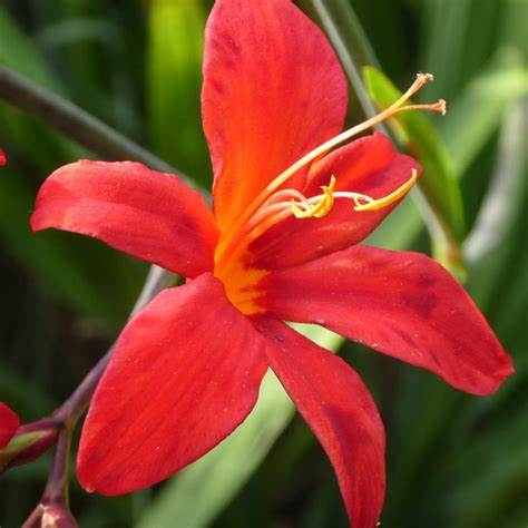 Crocosmia Fairy Crimson Plant 22 4