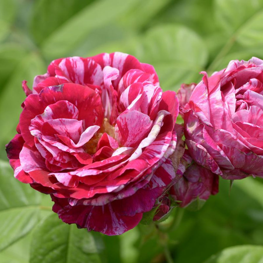 Ferdinand Pichard Rose Bush Pink Stripe 2204-add-10545-de-Ferdinand-Pichard 4