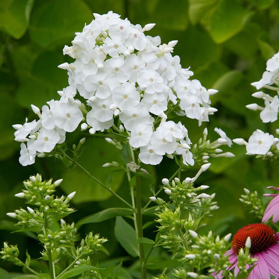 Phlox Panticulata - Rembrandt Phlox Panticulata - Rembrandt image1 1