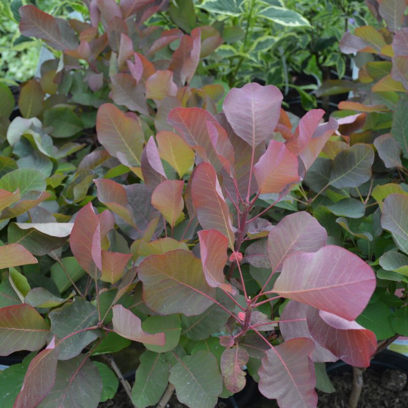 Cotinus - 'Candy Floss' Cotinus - 'Candy Floss' image2 2