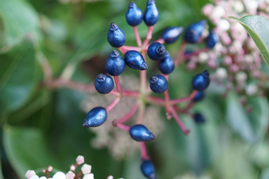 Viburnum Tinus - 'Purpureum' Viburnum Tinus - 'Purpureum' image2 2