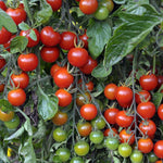 Tomato Plants  6