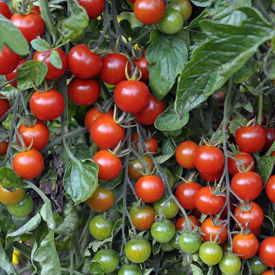 Tomato Plants  6