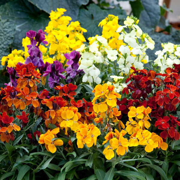 Wallflower Plants Mixed Colours 12 Pack Wallflower Plants Mixed Colours 12 Pack image3 3