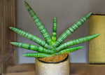 Sansevieria cylindrica 'Skyline' 24664598-buzzfeed-de-PdBG 5
