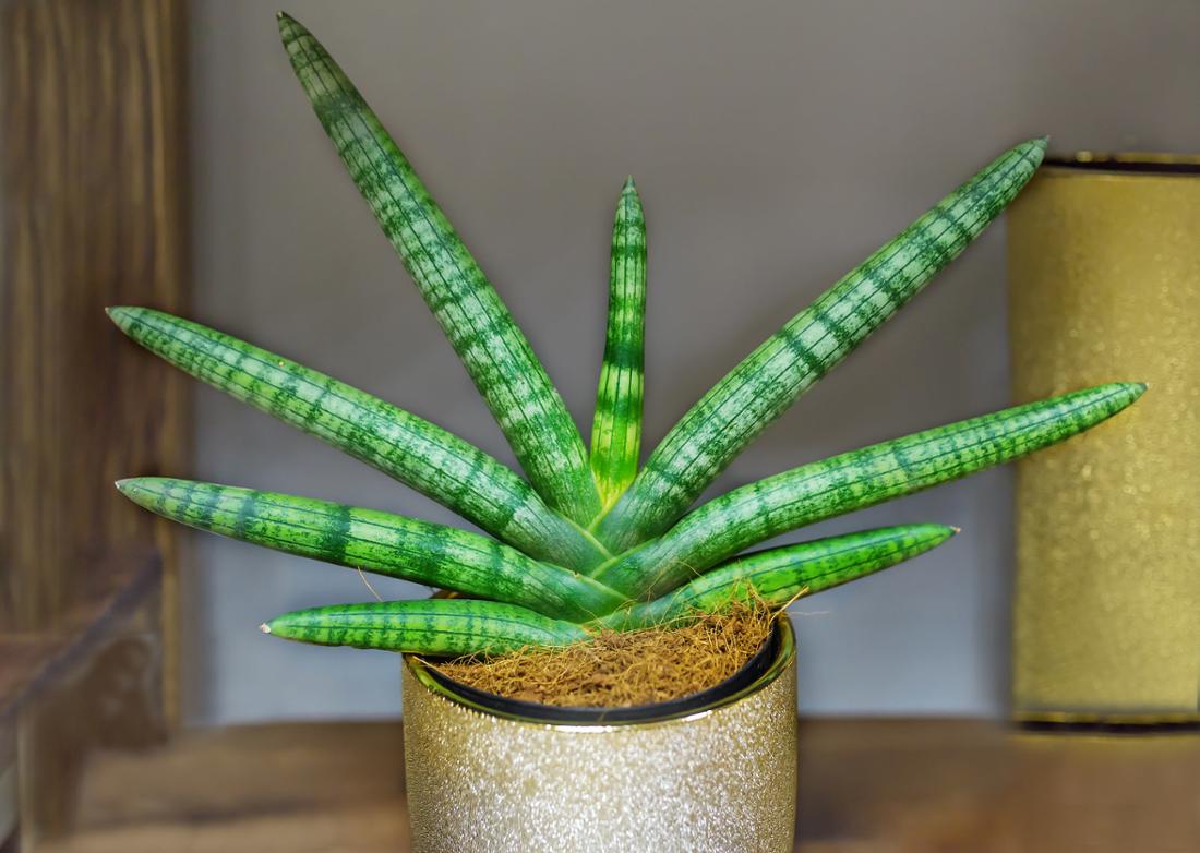 skyline spear sansevieria Sansevieria cylindrica 'Skyline'