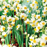 Narcissus Canaliculatus Daffodil Bulbs  2