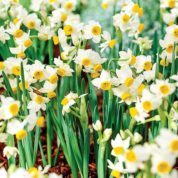Narcissus Canaliculatus Daffodil Bulbs  2