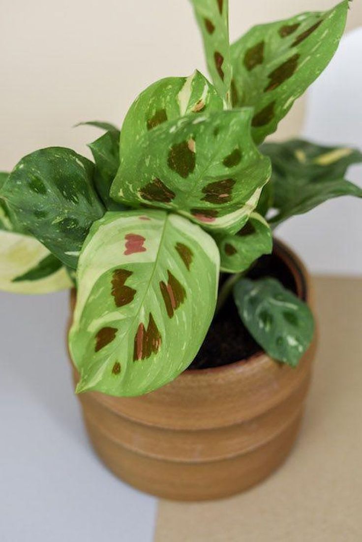 Maranta Leuconeura 250739ebadd9ac5ec6253a0464015da1 3