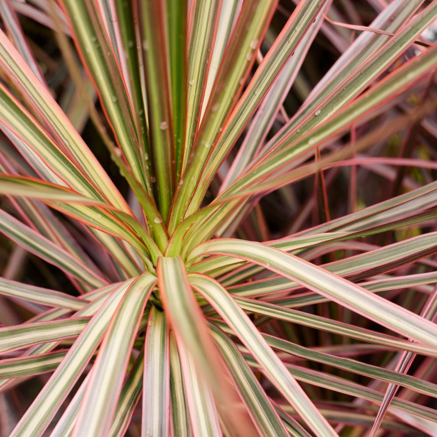 Dracaena marginata 'Bicolour' 26155-dracaena-bicolor-2-cannes-4 1