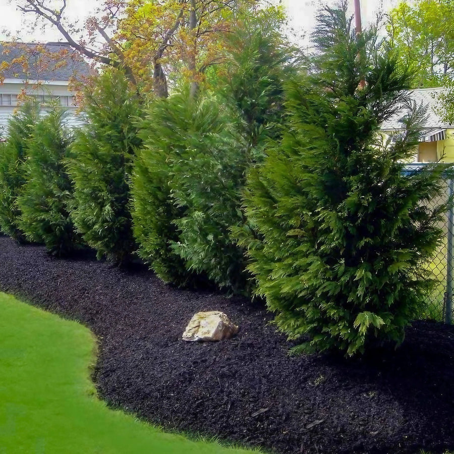 Leylandii Cypress Plant Leyland Cypress Plant 40-50cm in Height image4 1