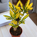 Croton Sunny Star  3