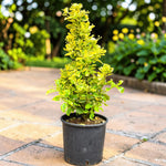 Euonymus Aureus Hedging Shrub  1