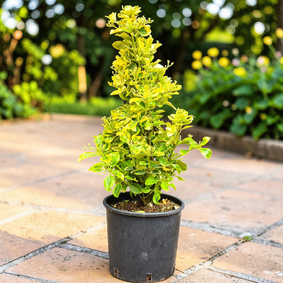 Euonymus Aureus Hedging Shrub  1