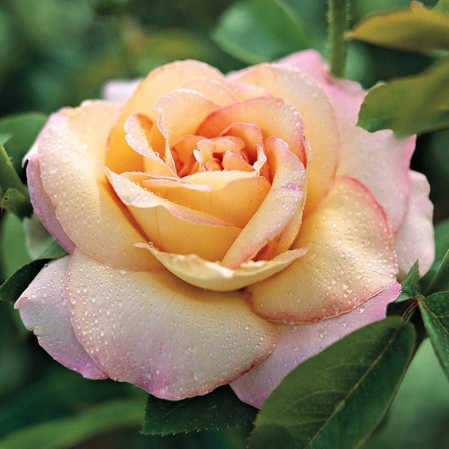 Rose Bush 'Peace' 28577 3