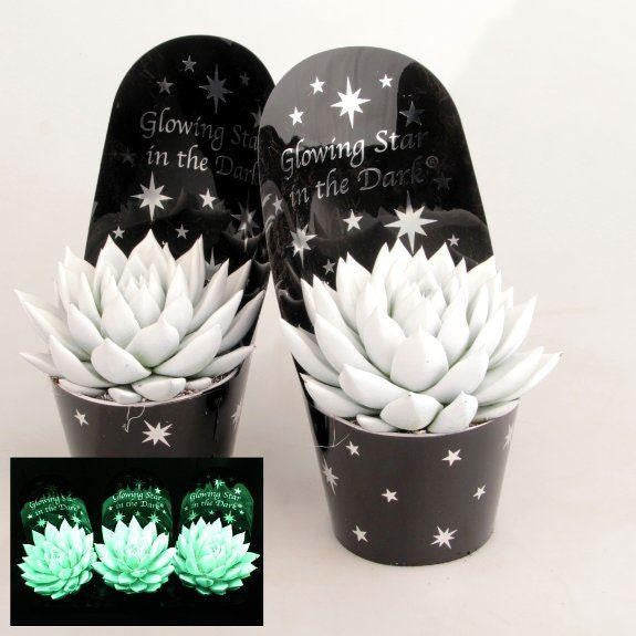 glow in the dark succulent amazon Echeveria Glow in The Dark Plant