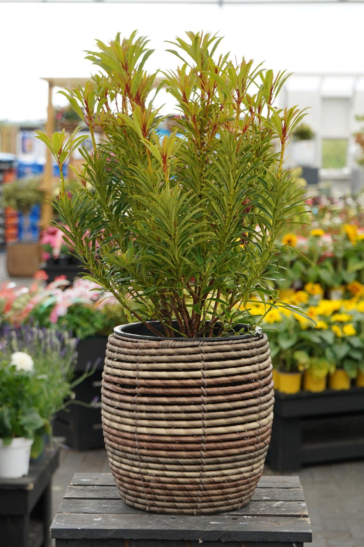Mica Plant Pots - Dark Brown Cane Medium brown woven-effect planter with leafy green shrub, displayed on a wooden table in a garden centre setting. 1