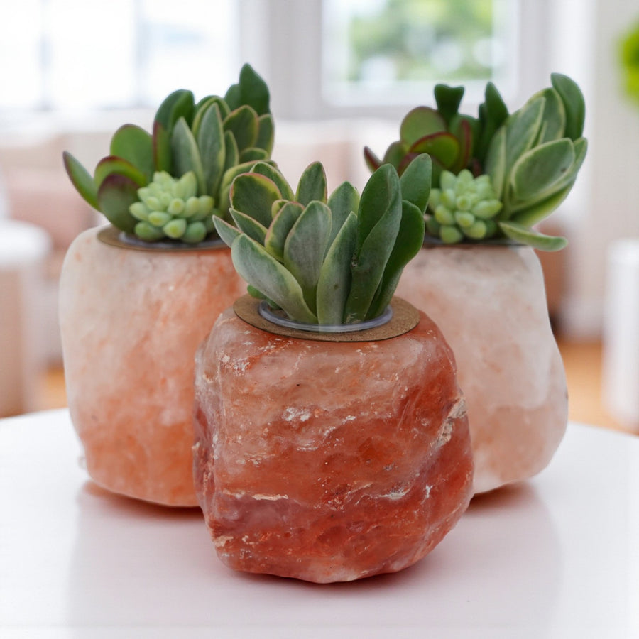 Himalayan Salt Crystal Succulent  1