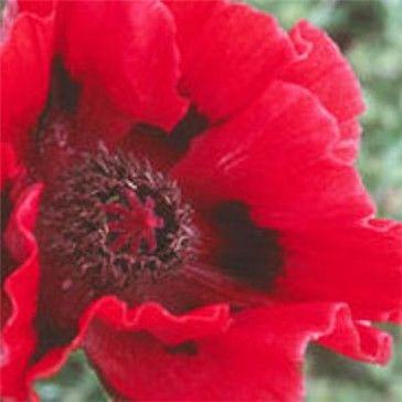 Poppy Plant - Bonfire 2da0100eb8cce9d6b5be196b67820948 2
