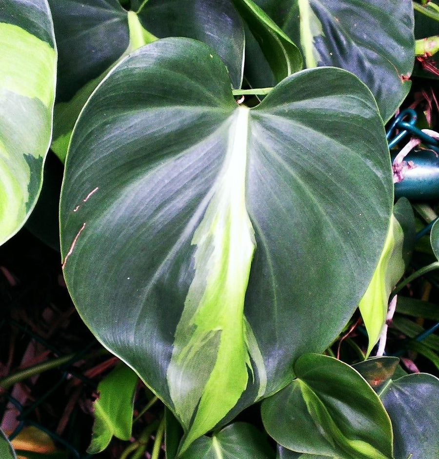 Philodendron Scandens Brasil Hanging Plant 2f92ad 7