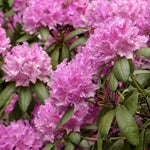 Rhododendron Roseum Elegans Plants  2