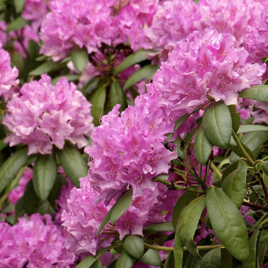 Rhododendron Roseum Elegans Plants  2