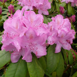 Rhododendron Roseum Elegans Plants  3