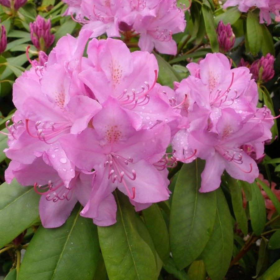 Rhododendron Roseum Elegans Plants  3