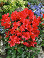 Rhododendron Scarlet Wonder  1