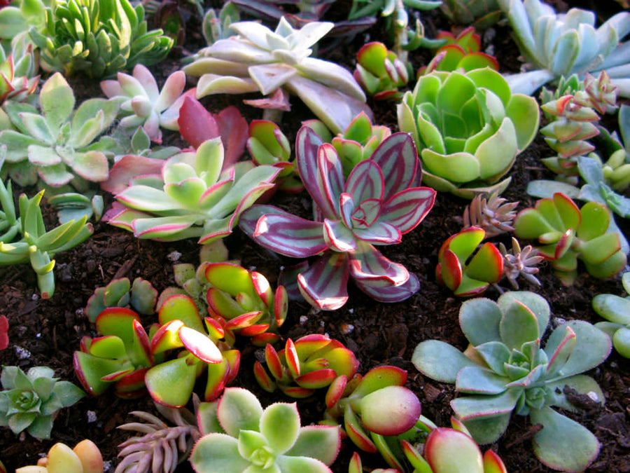 Mix Plants - 2 Aloe Vera & 1 Succulent 3 1