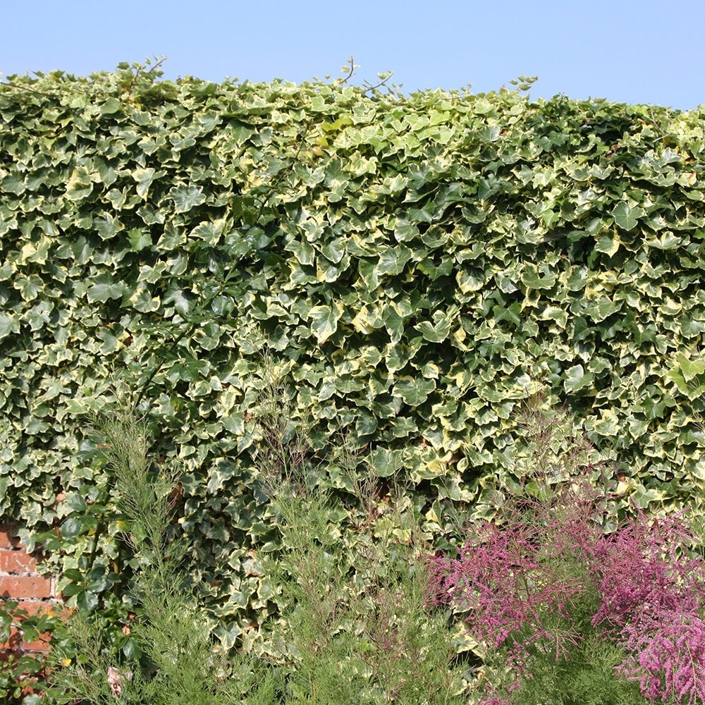 Hedera Climbing Ivy - Goldchild 3 3