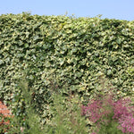 Hedera Climbing Ivy - Goldchild 3 3