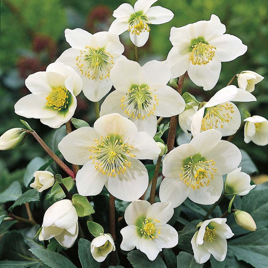 Helleborus Niger - 'Christmas Rose' 3 4