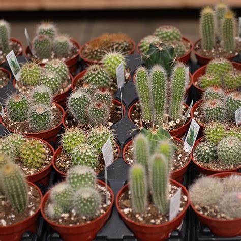 15 Mixed Plants - 5 Succulents, 5 Sempervivum & 5 Cactus 3 4