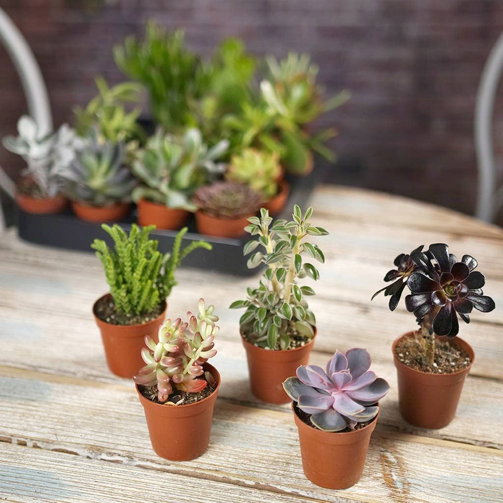 Mini Succulent & Cactus Mix